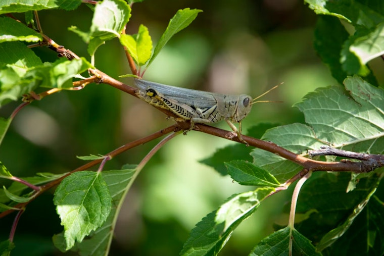 Grasshopper Invasion Turns Phoenix Commute Into Crawling Chaos