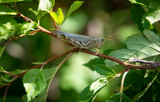 Grasshopper Invasion Turns Phoenix Commute Into Crawling Chaos