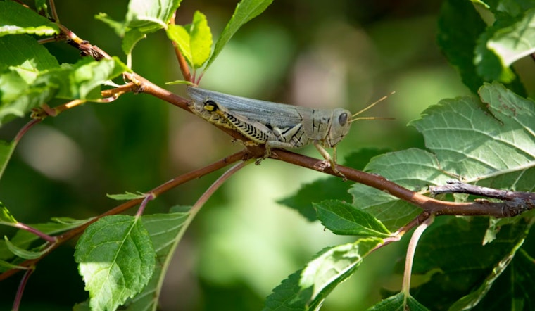 Grasshopper Invasion Turns Phoenix Commute Into Crawling Chaos