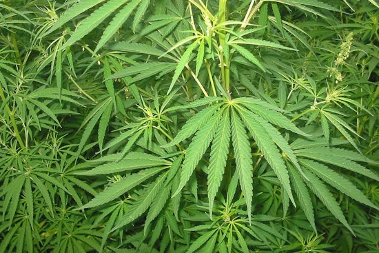 Gray Wave Hits Mass. Pot Shops As Seniors Fuel Cannabis Boom