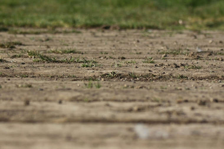 Grubs Strike Again, Leaving Lincoln Square Ballfields Bald