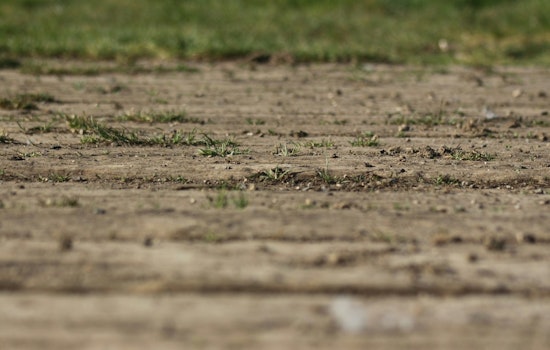 Grubs Strike Again, Leaving Lincoln Square Ballfields Bald