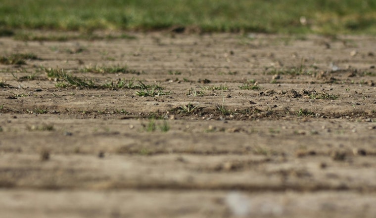 Grubs Strike Again, Leaving Lincoln Square Ballfields Bald