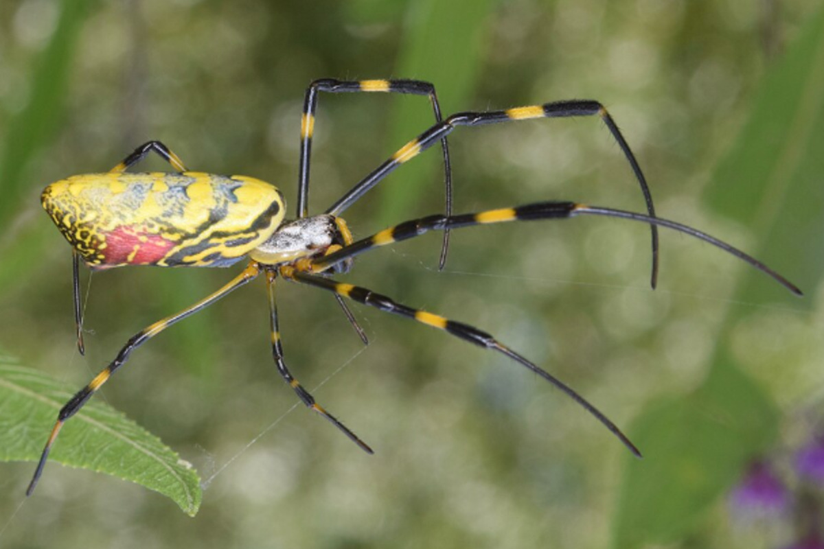 Hand-Size Joro Spider Crashes Beacon Hill, Stuns State House Strollers