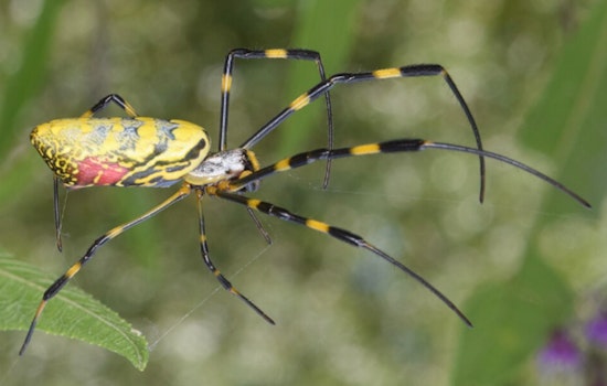 Hand-Size Joro Spider Crashes Beacon Hill, Stuns State House Strollers