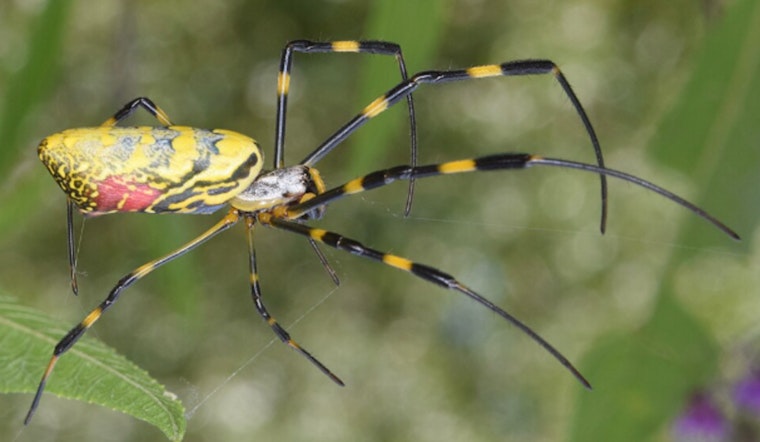 Hand-Size Joro Spider Crashes Beacon Hill, Stuns State House Strollers