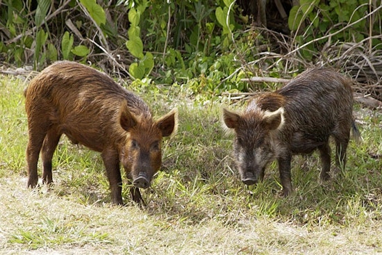 Hog Invasion In World Golf Village Turns Pristine Lawns Into War Zones