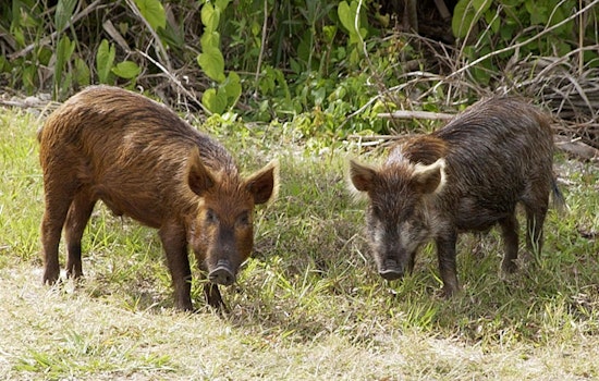 Hog Invasion In World Golf Village Turns Pristine Lawns Into War Zones