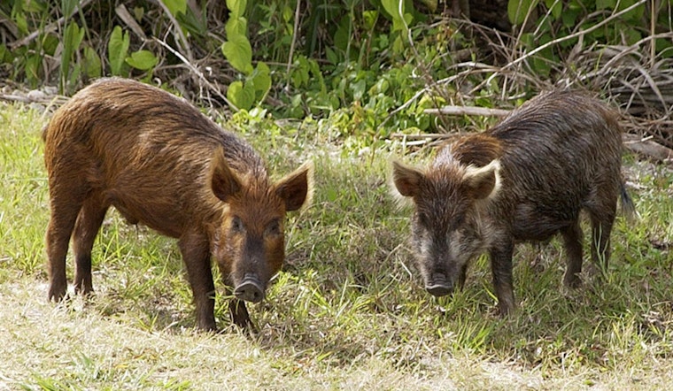 Hog Invasion In World Golf Village Turns Pristine Lawns Into War Zones