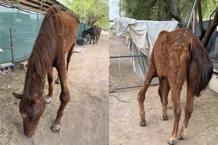 Horror On 101st Drive As Deputies Seize Emaciated Horses In Neglect Probe