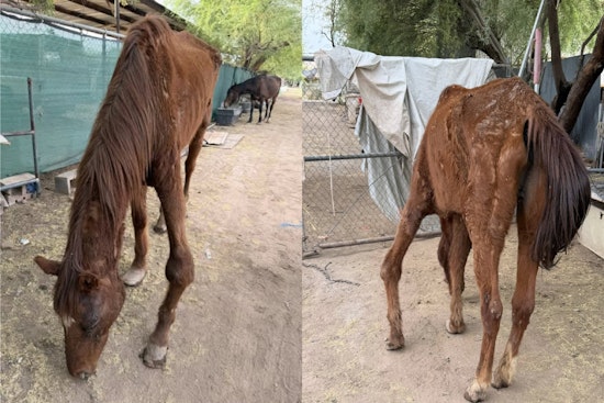Horror On 101st Drive As Deputies Seize Emaciated Horses In Neglect Probe