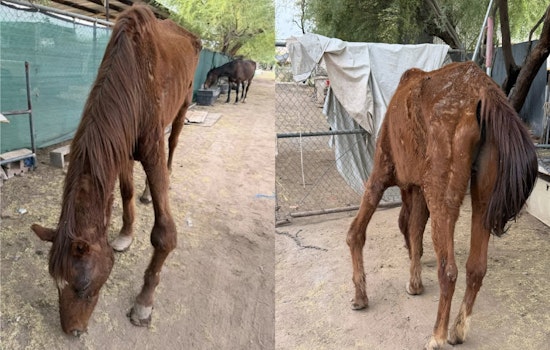 Horror On 101st Drive As Deputies Seize Emaciated Horses In Neglect Probe