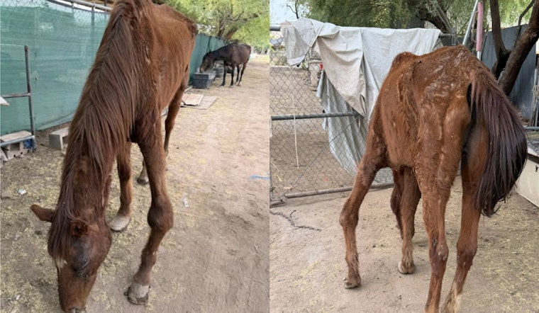 Horror On 101st Drive As Deputies Seize Emaciated Horses In Neglect Probe