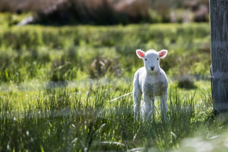 Houston Rodeo Crowd Goes Wild as Lamb Sells for $1 Million
