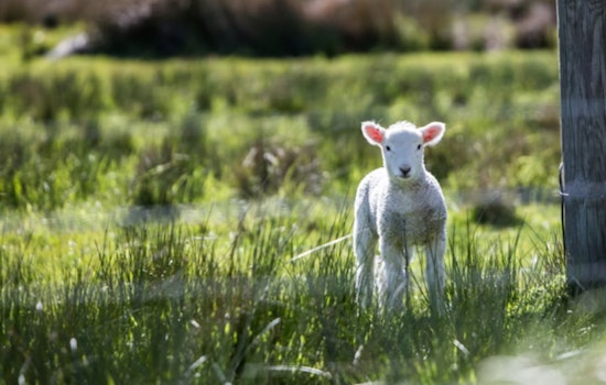 Houston Rodeo Crowd Goes Wild as Lamb Sells for $1 Million