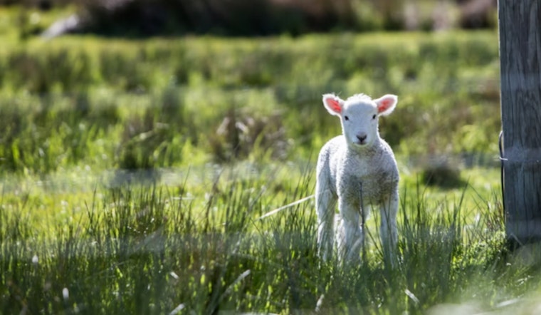 Houston Rodeo Crowd Goes Wild as Lamb Sells for $1 Million