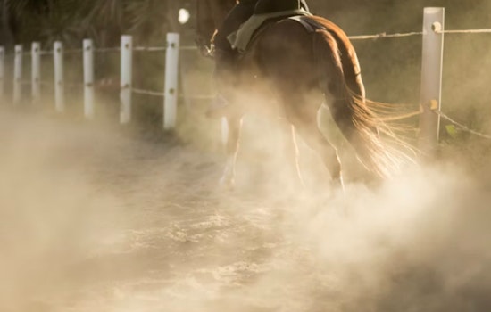 Houston Rodeo Crowd Reels as Injured Steer Is Euthanized After Wrestling Run