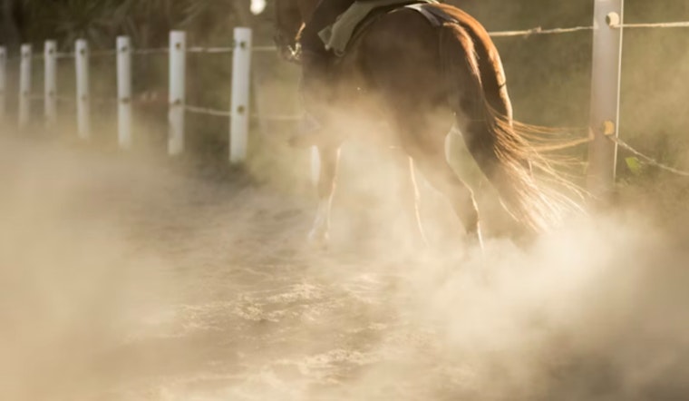 Houston Rodeo Crowd Reels as Injured Steer Is Euthanized After Wrestling Run