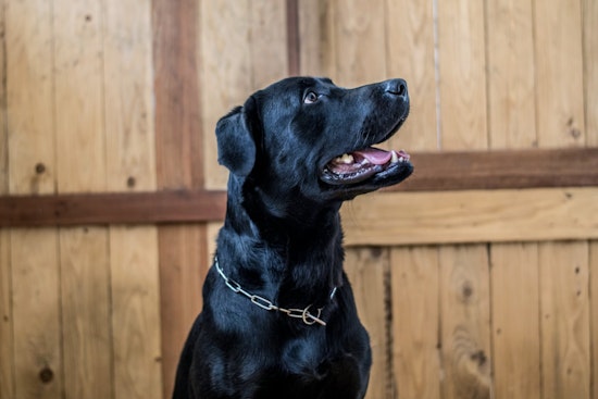 Hudson Valley Dog Neglect Case Roars Back As Owner Nabbed Over Registry Flub