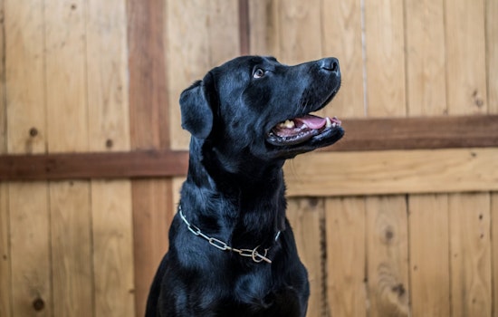 Hudson Valley Dog Neglect Case Roars Back As Owner Nabbed Over Registry Flub