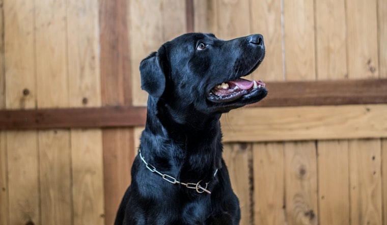 Hudson Valley Dog Neglect Case Roars Back As Owner Nabbed Over Registry Flub