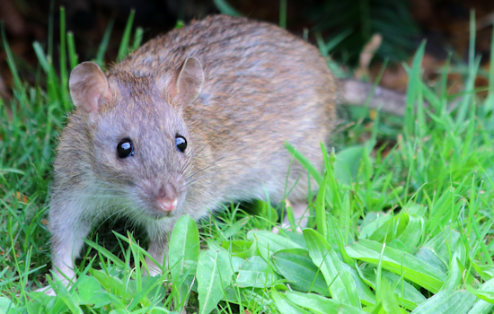 Indialantic Rat Siege: Beachfront Block Wages War On Hoarder House