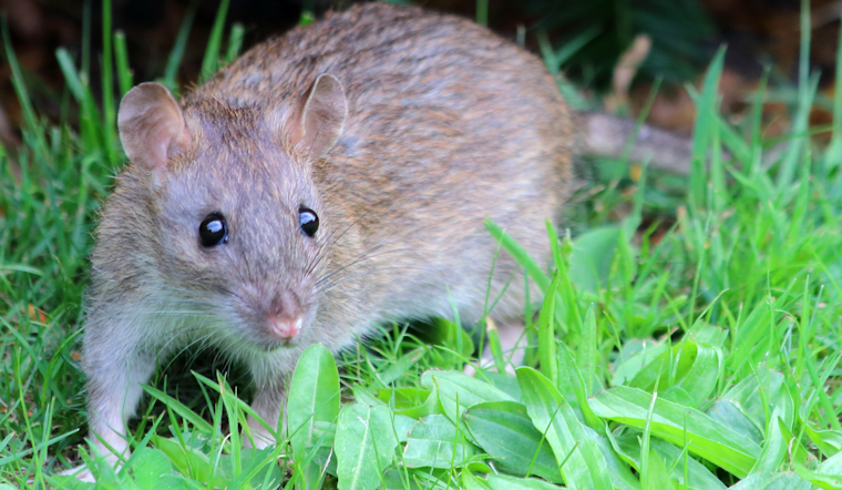 Indialantic Rat Siege: Beachfront Block Wages War On Hoarder House