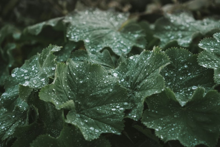 Indy Scientists Crack Mystery of Plants’ Hidden Water Use
