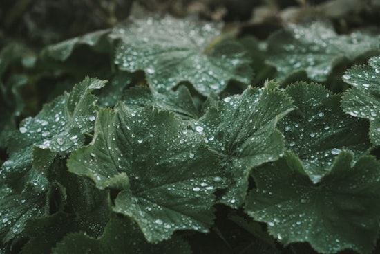 Indy Scientists Crack Mystery of Plants’ Hidden Water Use