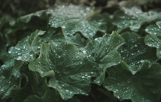 Indy Scientists Crack Mystery of Plants’ Hidden Water Use