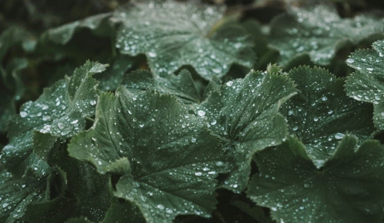 Indy Scientists Crack Mystery of Plants’ Hidden Water Use