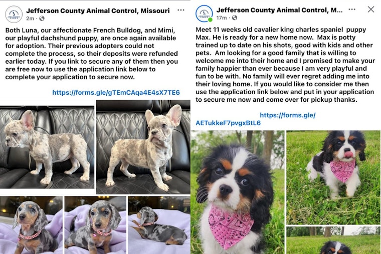 Jefferson County Puppy Hustle: Hackers Hijack Sheriff’s Facebook To Push Fake Adoptions