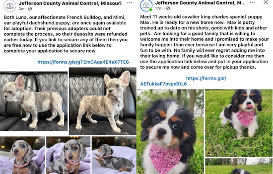 Jefferson County Puppy Hustle: Hackers Hijack Sheriff’s Facebook To Push Fake Adoptions