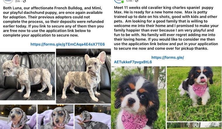 Jefferson County Puppy Hustle: Hackers Hijack Sheriff’s Facebook To Push Fake Adoptions