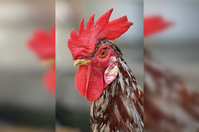 Joliet Man Busted After Alleged Beating Of Pet Rooster Outside Market