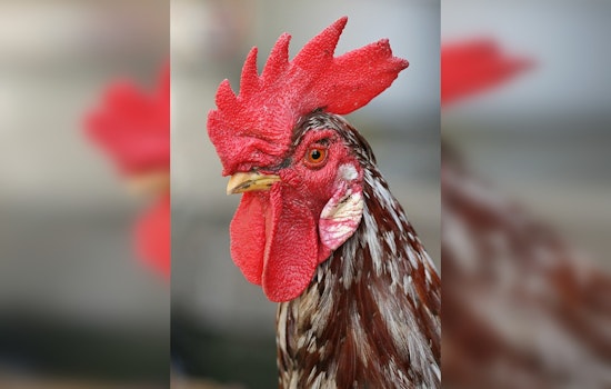 Joliet Man Busted After Alleged Beating Of Pet Rooster Outside Market