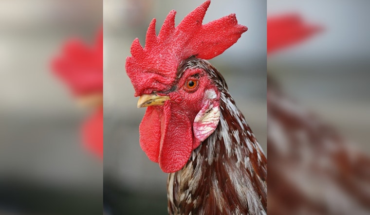 Joliet Man Busted After Alleged Beating Of Pet Rooster Outside Market