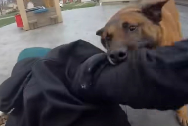 VIDEO: K-9 Hero Hector Runs Down Armed Suspect in Rootstown Roadside Chase