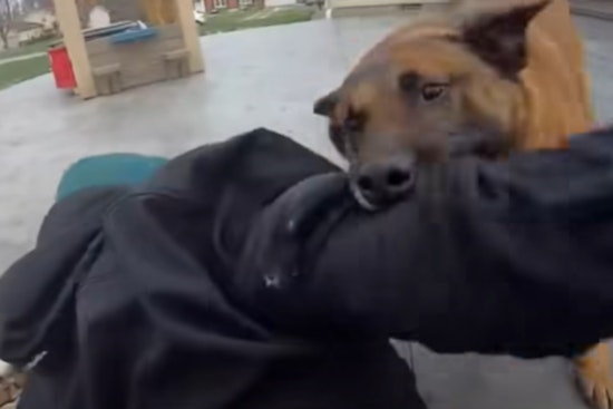 VIDEO: K-9 Hero Hector Runs Down Armed Suspect in Rootstown Roadside Chase