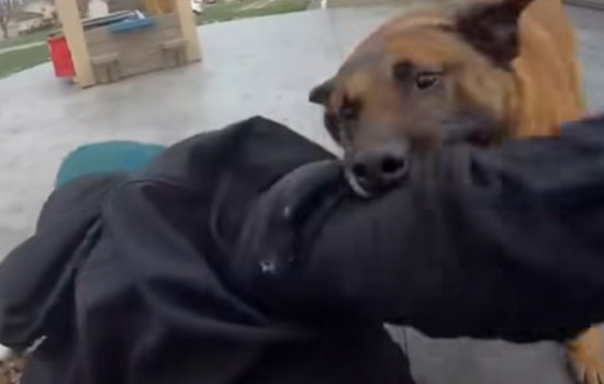VIDEO: K-9 Hero Hector Runs Down Armed Suspect in Rootstown Roadside Chase