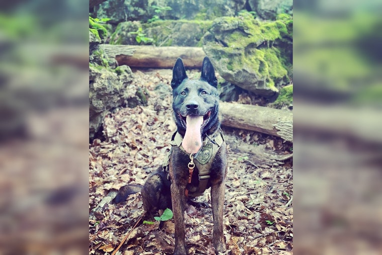 K-9 Nabs Two-State Fugitive After Wild Anderson County Chase