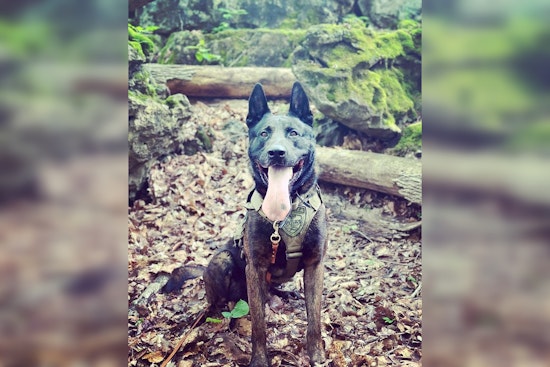 K-9 Nabs Two-State Fugitive After Wild Anderson County Chase