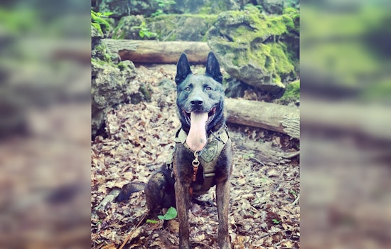 K-9 Nabs Two-State Fugitive After Wild Anderson County Chase