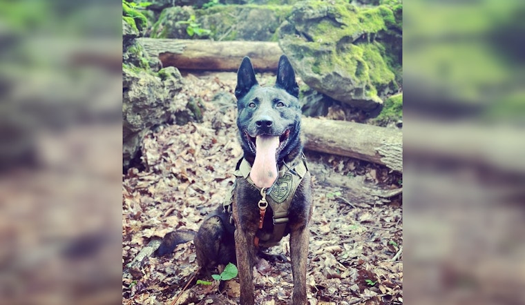 K-9 Nabs Two-State Fugitive After Wild Anderson County Chase