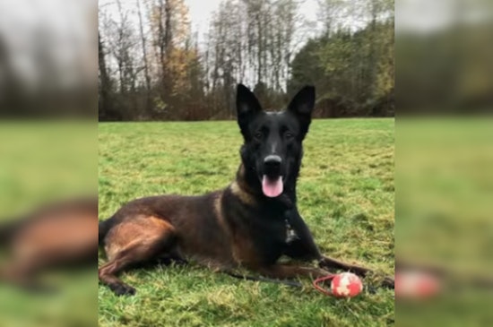 K9 Deebo Leaps Fences, Splashes Through Water To Nab Pierce County Burglary Duo