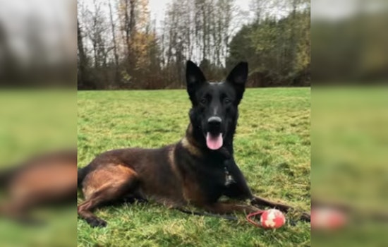 K9 Deebo Leaps Fences, Splashes Through Water To Nab Pierce County Burglary Duo