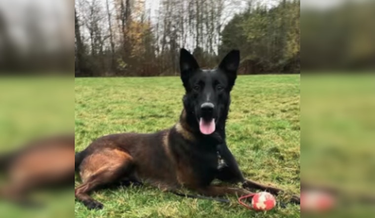 K9 Deebo Leaps Fences, Splashes Through Water To Nab Pierce County Burglary Duo