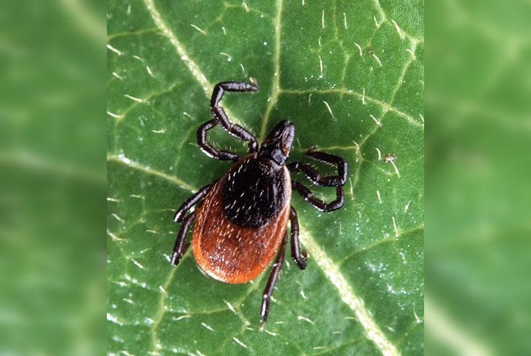 Kendall County: Nearly Half of Deer Ticks Test Positive for Lyme