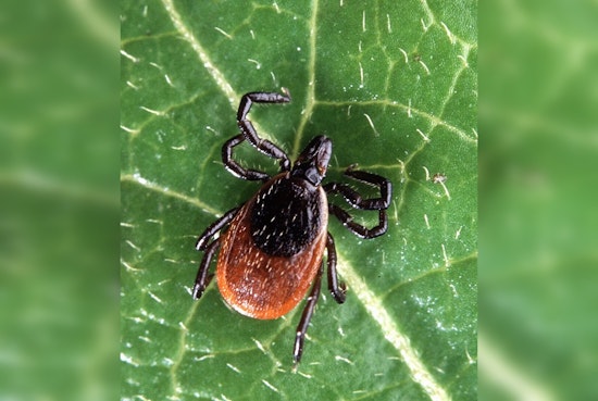 Kendall County: Nearly Half of Deer Ticks Test Positive for Lyme