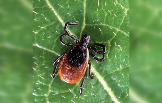 Kendall County: Nearly Half of Deer Ticks Test Positive for Lyme